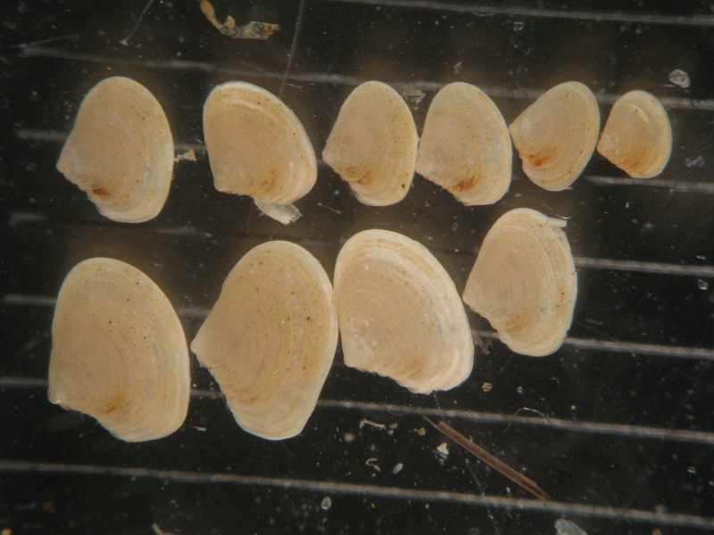 Giovani di Tellina serrata?